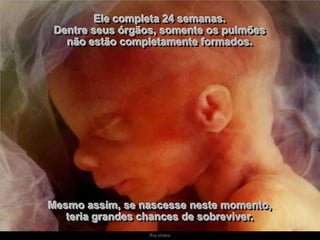 Ele completa 24 semanas.
Dentre seus órgãos, somente os pulmões
não estão completamente formados.

Mesmo assim, se nascesse neste momento,
teria grandes chances de sobreviver.
Ria slides

 