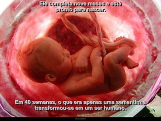 Ele completa nove meses e está
pronto para nascer.

Em 40 semanas, o que era apenas uma sementinha
transformou-se em um ser humano.
Ria slides

 