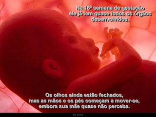 Na 16ª semana de gestação
ele já tem quase todos os órgãos
desenvolvidos.

Os olhos ainda estão fechados,
mas as mãos e os pés começam a mover-se,
embora sua mãe quase não perceba.
Ria slides

 