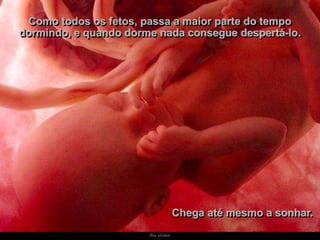 Ria slides
Como todos os fetos, passa a maior parte do tempo
dormindo, e quando dorme nada consegue despertá-lo.
Chega até mesmo a sonhar.
 