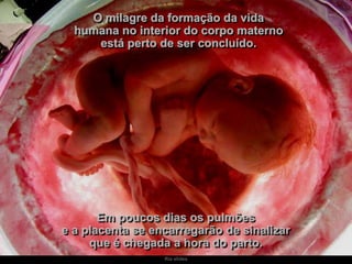 Ria slides
O milagre da formação da vida
humana no interior do corpo materno
está perto de ser concluído.
Em poucos dias os pulmões
e a placenta se encarregarão de sinalizar
que é chegada a hora do parto.
 