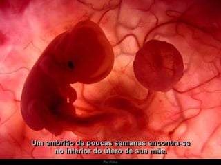 Ria slides
Um embrião de poucas semanas encontra-se
no interior do útero de sua mãe.
 