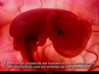 Ria slides
É apenas um projeto de ser humano e neste estágio pode
ser confundido com um embrião de cão ou macaco.
 