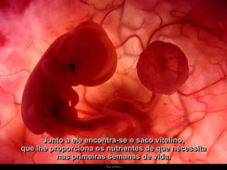 Ria slides
Junto a ele encontra-se o saco vitelino,
que lhe proporciona os nutrientes de que necessita
nas primeiras semanas de vida.
 