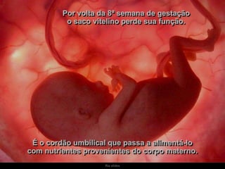 Ria slides
Por volta da 8ª semana de gestação
o saco vitelino perde sua função.
É o cordão umbilical que passa a alimentá-lo
com nutrientes provenientes do corpo materno.
 