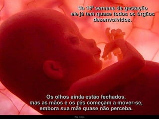 Ria slides
Na 16ª semana de gestação
ele já tem quase todos os órgãos
desenvolvidos.
Os olhos ainda estão fechados,
mas as mãos e os pés começam a mover-se,
embora sua mãe quase não perceba.
 