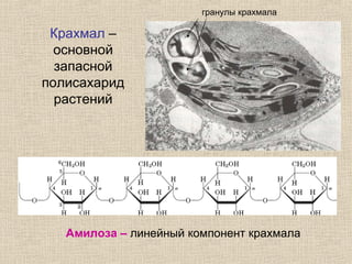 Крахмал –
основной
запасной
полисахарид
растений
гранулы крахмала
Амилоза – линейный компонент крахмала
 