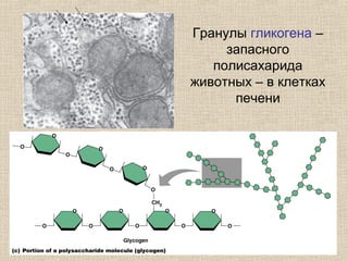 Гранулы гликогена –
запасного
полисахарида
животных – в клетках
печени
 
