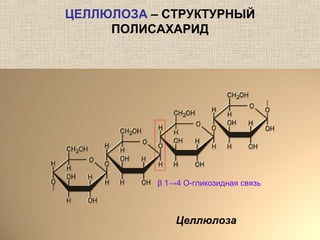 ЦЕЛЛЮЛОЗА – СТРУКТУРНЫЙ
ПОЛИСАХАРИД
Целлюлоза
β 1→4 О-гликозидная связь
 