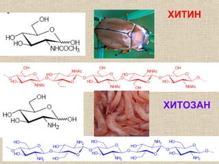 ХИТИН
ХИТОЗАН
 