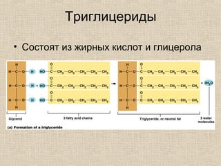 Триглицериды
• Состоят из жирных кислот и глицерола
 