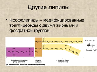 Другие липиды
• Фосфолипиды – модифицированные
триглицериды с двумя жирными и
фосфатной группой
 