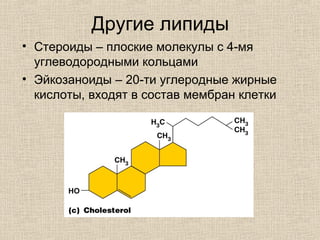Другие липиды
• Стероиды – плоские молекулы с 4-мя
углеводородными кольцами
• Эйкозаноиды – 20-ти углеродные жирные
кислоты, входят в состав мембран клетки
 