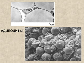 АДИПОЦИТЫ
 