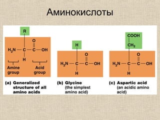 Аминокислоты
 