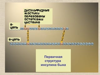 Первичная
структура
инсулина быка
Дисульфидные
мостики
образованы
остатками
цистеина
А-
цепь
В-цепь
 