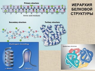 ИЕРАРХИЯ
БЕЛКОВОЙ
СТРУКТУРЫ
 