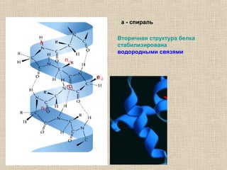 n
n-4
n-3
n-2
n-1
Вторичная структура белка
стабилизирована
водородными связями
a - спираль
 