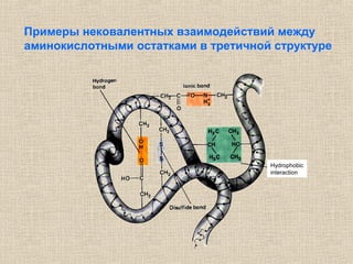 Hydrophobic
interaction
Примеры нековалентных взаимодействий между
аминокислотными остатками в третичной структуре
 