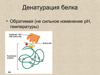 Денатурация белка
• Обратимая (не сильное изменение pH,
температуры)
 