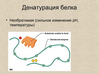 Денатурация белка
• Необратимая (сильное изменение pH,
температуры)
 