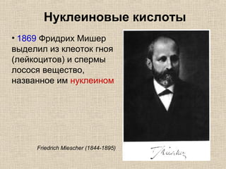 Нуклеиновые кислоты
• 1869 Фридрих Мишер
выделил из клеоток гноя
(лейкоцитов) и спермы
лосося вещество,
названное им нуклеином
Friedrich Miescher (1844-1895)
 