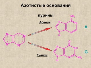 Азотистые основания
пурины
N
N
N
N
1
2
3
4
5
6
7
8
9
Аденин
Гуанин
A
G
N
N
N
N
H
NH2
N
N
N
N
H
O
H
NH2
 