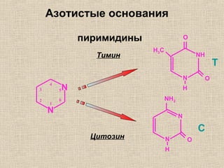N
N
5
6
1
2
3
4
Тимин
Цитозин
NH
N
O
T
O
H
H3C
C
N
N
NH2
O
H
Азотистые основания
пиримидины
 