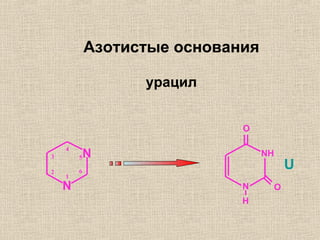 N
N
5
6
1
2
3
4
NH
N
O
U
O
H
Азотистые основания
урацил
 