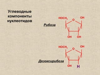 Углеводные
компоненты
нуклеотидов O
HOCH2
OH
OHOH
O
HOCH2
OH
HOH
Рибоза
Дезоксирибоза
 