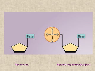 Нуклеозид Нуклеотид (монофосфат)
 