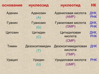 основание нуклеозид нуклеотид НК
Аденин Аденозин
(А)
Адениловая кислота
(АMP)
ДНК,
РНК
Гуанин Гуанозин
(G)
Гуаниловая кислота
(GMP)
ДНК,
РНК
Цитозин Цитидин
(С)
Цитидиловая
кислота
(CMP)
ДНК,
РНК
Тимин Дезокситимидин
(Т)
Дезокситимидиловая
кислота
(TMP)
ДНК
Урацил Уридин
(U)
Уридиловая кислота
(UMP)
РНК
 