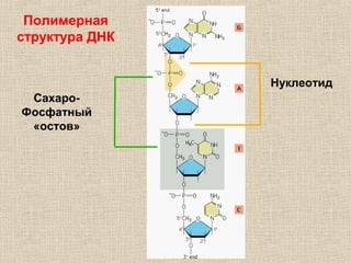 Нуклеотид
Сахаро-
Фосфатный
«остов»
Полимерная
структура ДНК
 