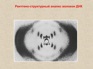 Рентгено-структурный анализ волокон ДНК
 