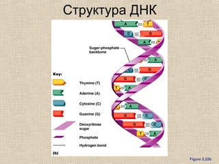 Структура ДНК
Figure 2.22b
 