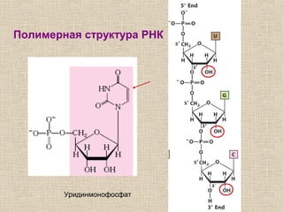 Полимерная структура РНК
Уридинмонофосфат
 