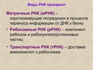 Виды РНК прокариот
Матричные РНК (мРНК) –
короткоживущие посредники в процессе
переноса информации от ДНК к белку
• Рибосомные РНК (рРНК) – компонент
рибосом и рибонуклеопротеиновых
частиц
• Транспортные РНК (тРНК) – доставка
аминокислот к рибосомам
 