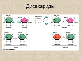 Дисахариды
• Disaccharides or double sugars
 