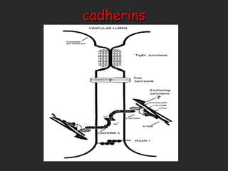 cadherins 