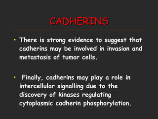 CADHERINS There is strong evidence to suggest that cadherins may be involved in invasion and metastasis of tumor cells.  Finally, cadherins may play a role in intercellular signalling due to the discovery of kinases regulating cytoplasmic cadherin phosphorylation. 