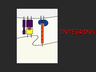 INTEGRINS 