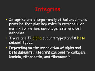 Integrins Integrins are a large family of heterodimeric proteins that play key roles in extracellular matrix formation, morphogenesis, and cell adhesion.   There are 17  alpha  subunit types and 8  beta  subunit types.   Depending on the association of alpha and beta subunits, integrins can bind to collagen, laminin, vitronectin, and fibronectin.   
