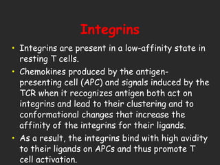 Integrins Integrins are present in a low-affinity state in resting T cells.  Chemokines produced by the antigen-presenting cell (APC) and signals induced by the TCR when it recognizes antigen both act on integrins and lead to their clustering and to conformational changes that increase the affinity of the integrins for their ligands. As a result, the integrins bind with high avidity to their ligands on APCs and thus promote T cell activation.  