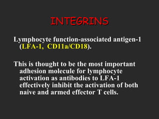 INTEGRINS Lymphocyte function-associated antigen-1 ( LFA-1,  CD11a/CD18 ).  This is thought to be the most important adhesion molecule for lymphocyte activation as antibodies to LFA-1 effectively inhibit the activation of both naive and armed effector T cells.  