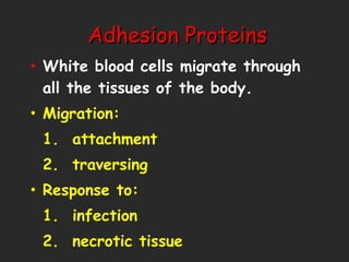 Adhesion Proteins White blood cells migrate through all the tissues of the body. Migration: 1.  attachment 2.  traversing Response to: 1.  infection 2.  necrotic tissue 