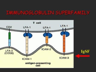 IMMUNOGLOBULIN SUPERFAMILY IgSF 