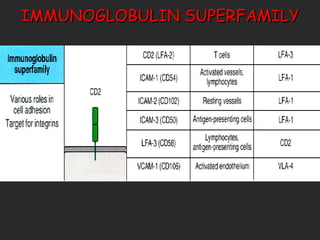 IMMUNOGLOBULIN SUPERFAMILY . 
