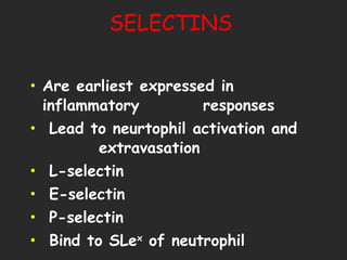 SELECTINS Are earliest expressed in inflammatory  responses Lead to neurtophil activation and  extravasation L-selectin E-selectin P-selectin Bind to SLe x  of neutrophil 