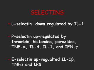 SELECTINS L-selectin  down regulated by IL-1 P-selectin up-regulated by thrombin, histamine, peroxides,  TNF-  , IL-4, IL-1, and IFN-  E-selectin up-regualted IL-1  , TNF   and LPS 