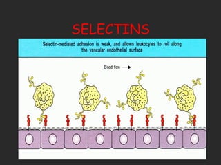 SELECTINS 